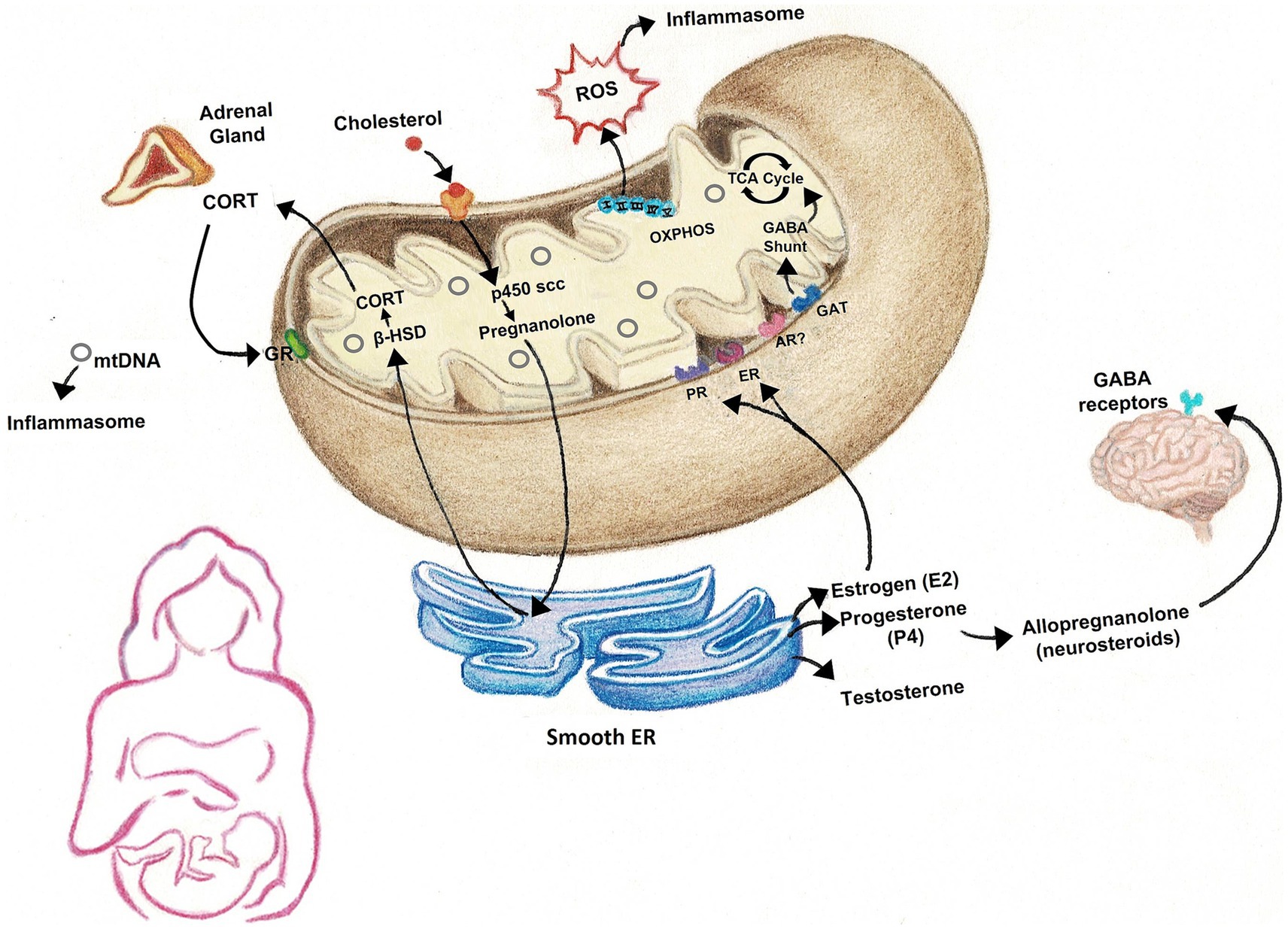 Frontiers | Mitochondrial might: powering the peripartum for risk and  resilience