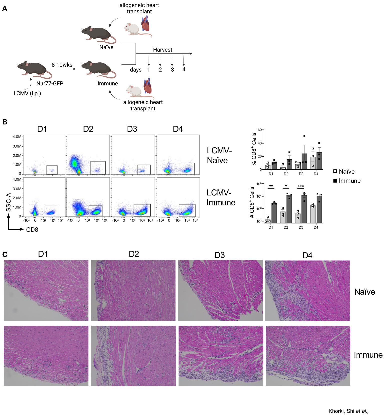 Frontiers | prior viral infection primes cross-reactive cd8+ t cells