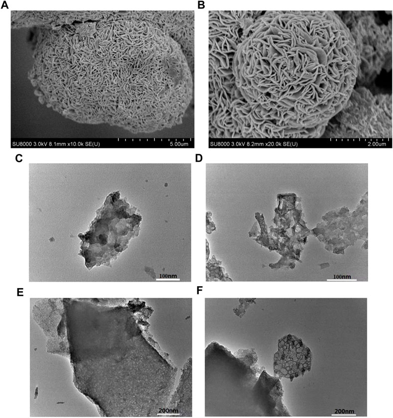 Frontiers | Preparation of an N–S dual-doped black fungus