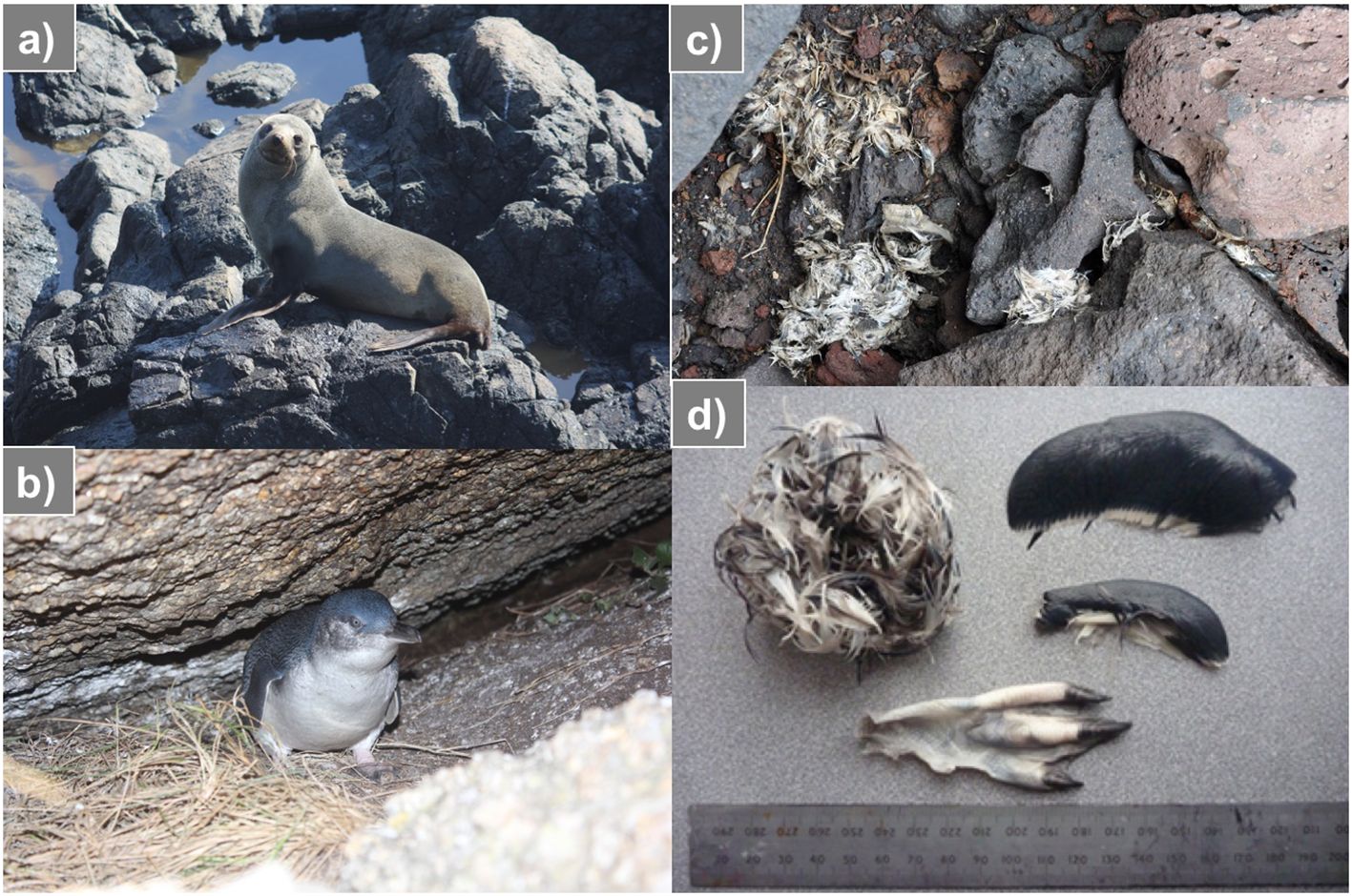 Frontiers Quantifying wildlife conflicts with metabarcoding and