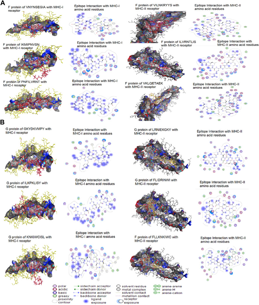 Frontiers  Multiple-Allele MHC Class II Epitope Engineering by a Molecular  Dynamics-Based Evolution Protocol