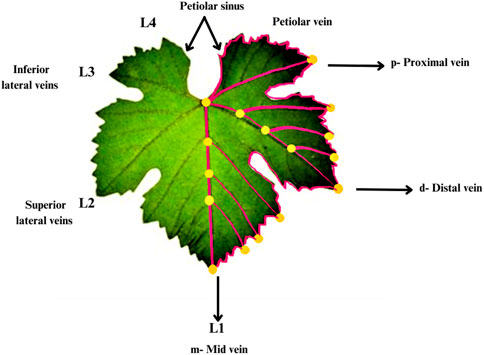 New varieties swell organic grape category