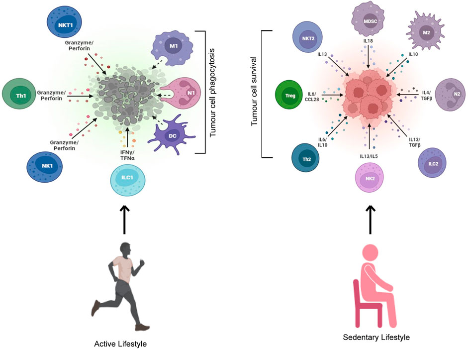 Frontiers  Immunomodulatory effects of exercise in cancer prevention and  adjuvant therapy: a narrative review