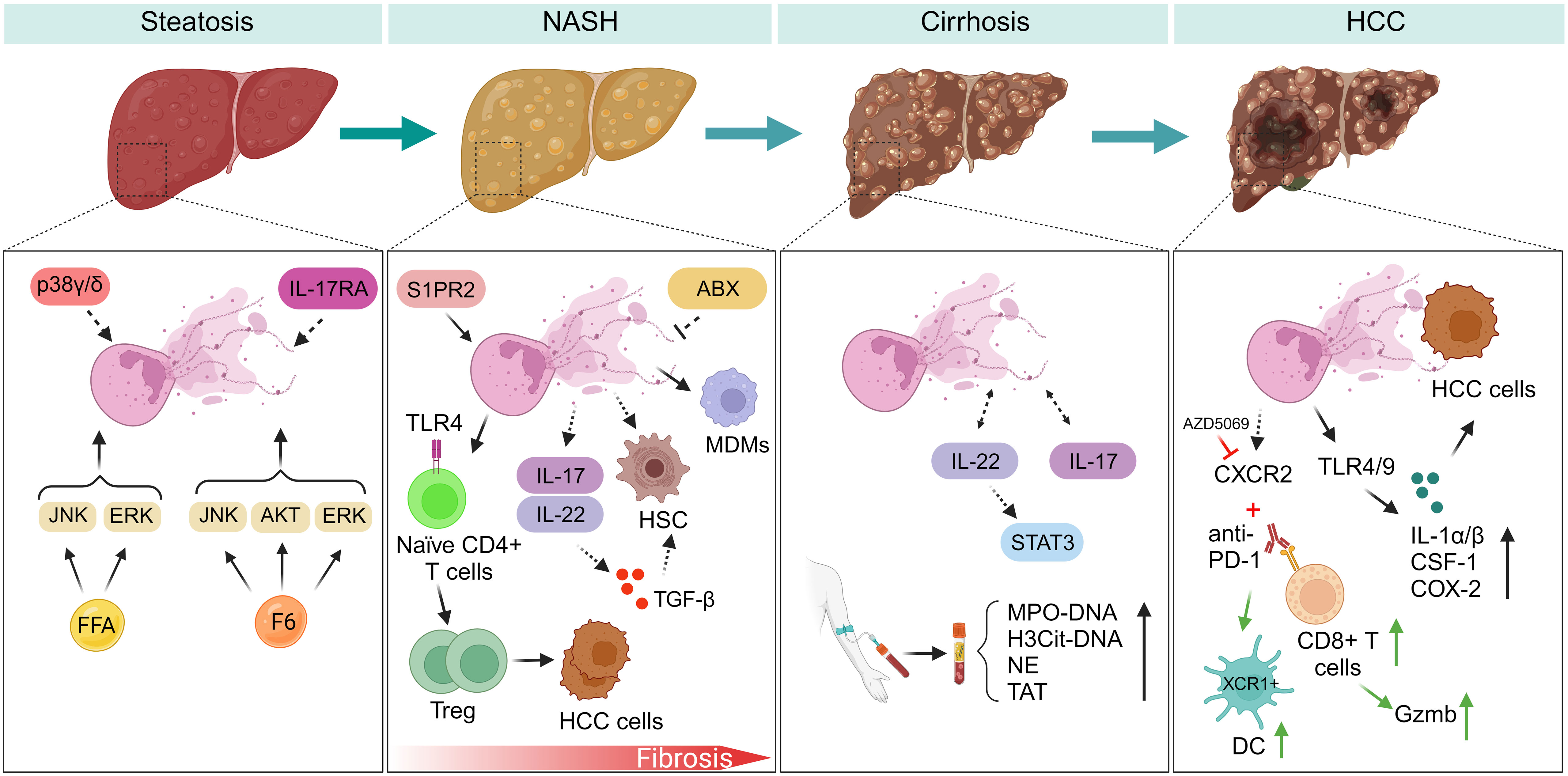 Frontiers  The implication of neutrophil extracellular traps in  nonalcoholic fatty liver disease