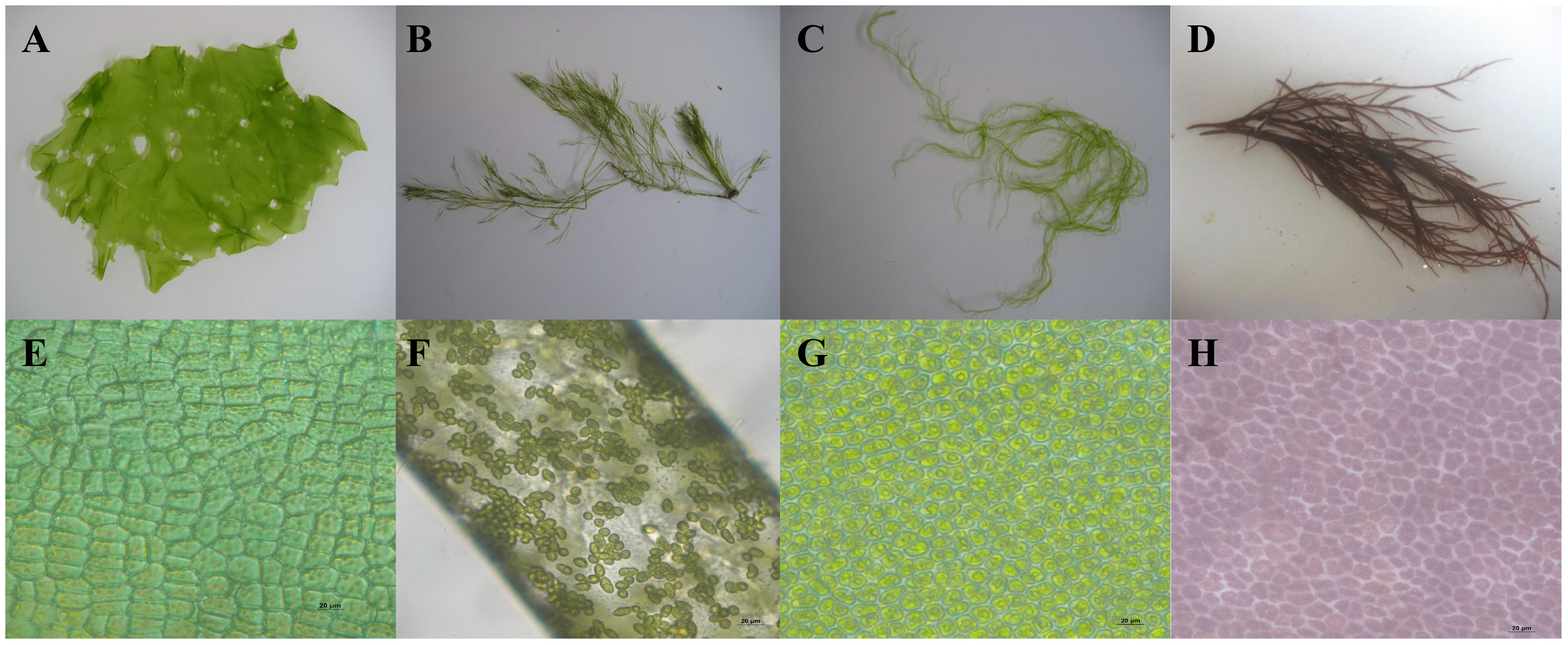 Researchers develop new method to analyze proteins in ecologically  significant moss