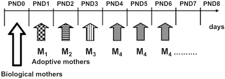 www.frontiersin.org