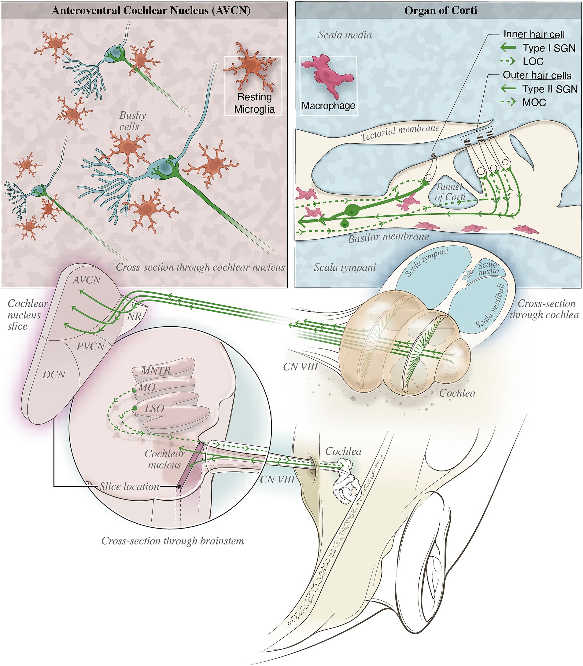 Innervation patterns of type I and type II auditory nerve fibers on