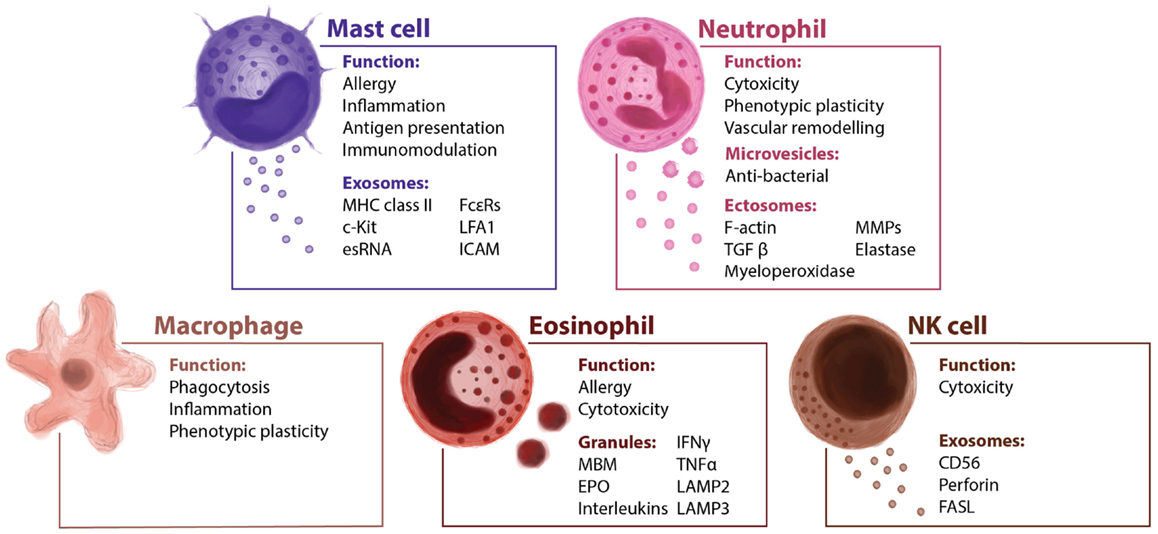 Макрофаги 1 2. Mast Cell. Тучные клетки функции. Types of Mast Cell. Тучные клетки это макрофаги.