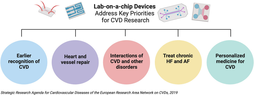 KIT - About Us - Team - Researchers - Modeling, Simulation and Optimization  of the Contraction of the Human Heart