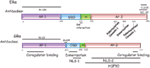 www.frontiersin.org