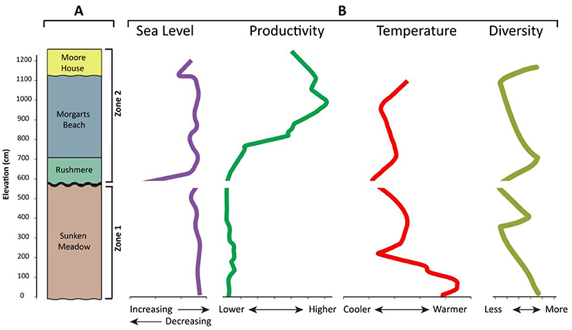 Figure 2 - (A) The Yorktown Formation has four layers, which are divided into two zones: Zone 1 (the Sunken Meadow layer) and Zone 2 (the Rushmere, Morgarts Beach, and Moore House layers).