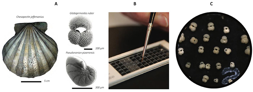 Figure 3 - (A) Fossils from the Yorktown Formation: a mollusk, a floating foraminifer (top), and a bottom-dwelling foraminifer (bottom).