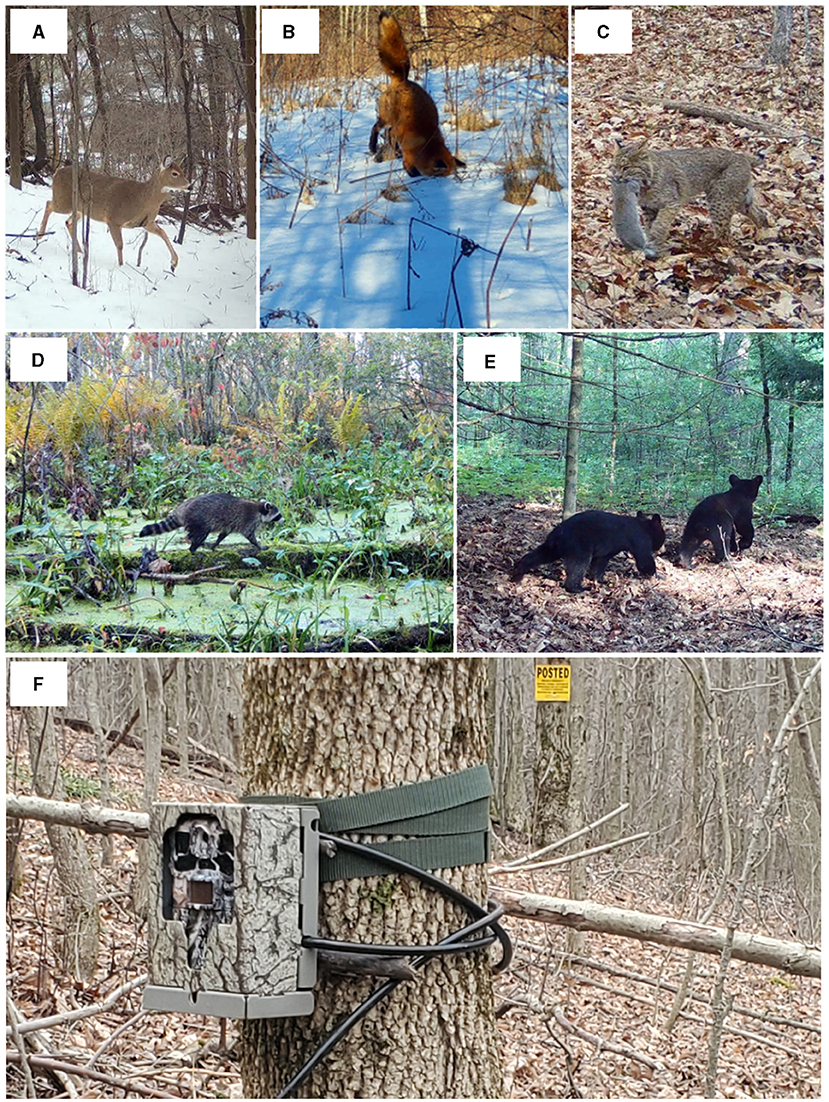 Figure 1 - Pictures of wild animals in the forests of the Northeastern United States, taken by camera traps as part of an ecological study.
