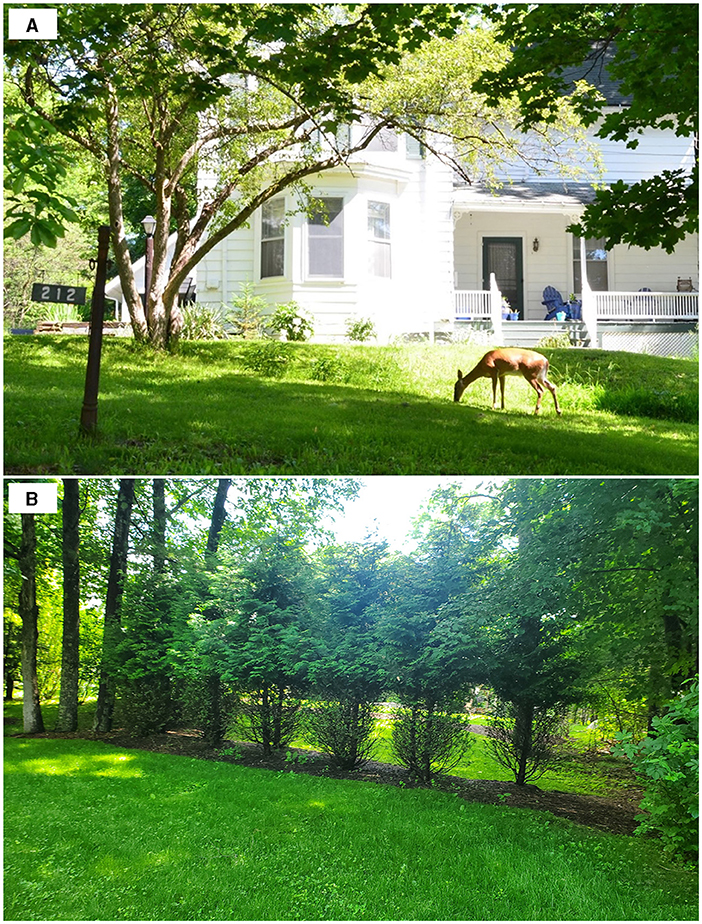 Figure 2 - Deer in the suburbs.