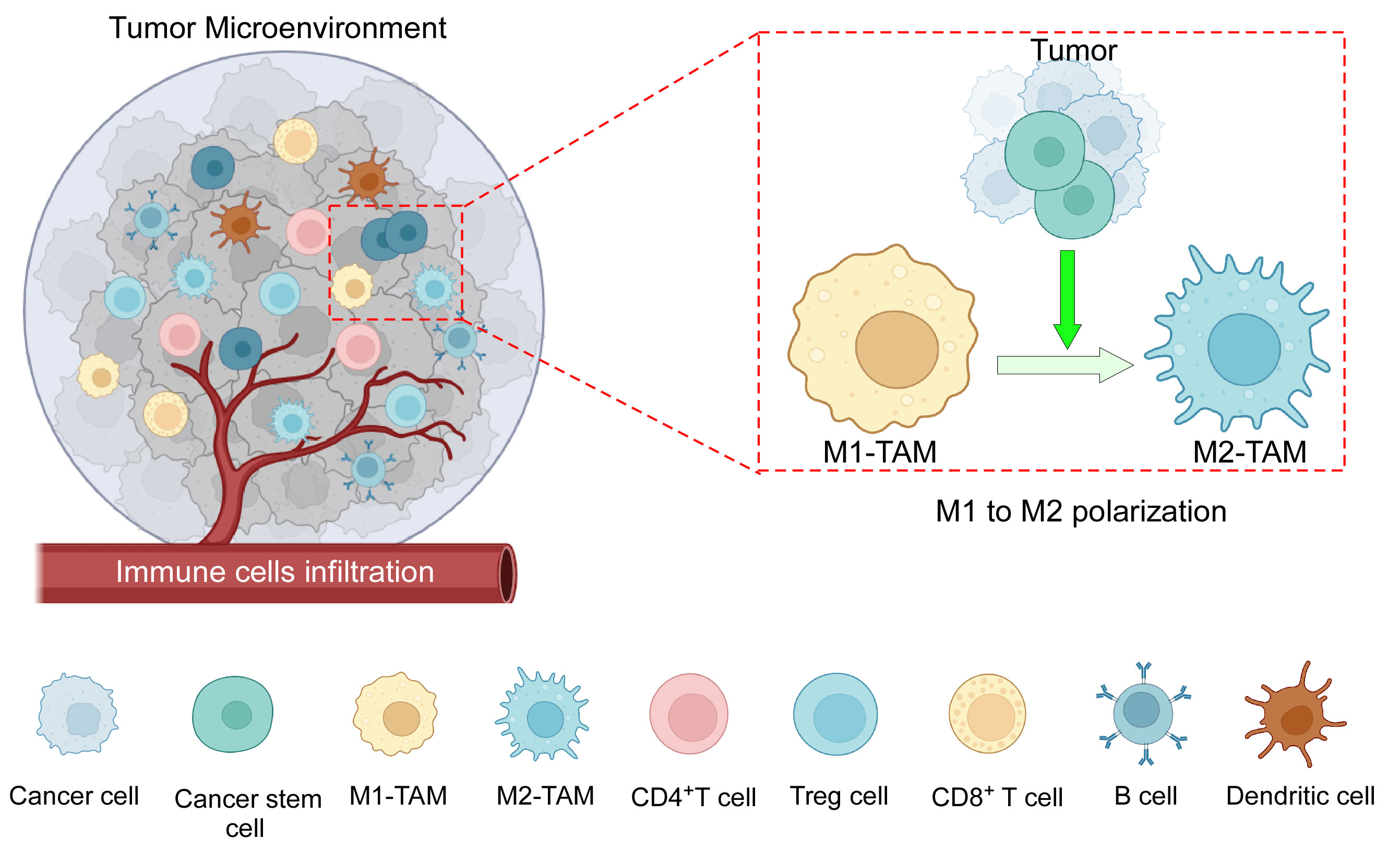 Polyamines from myeloid-derived suppressor cells promote Th17 polarization  and disease progression: Molecular Therapy