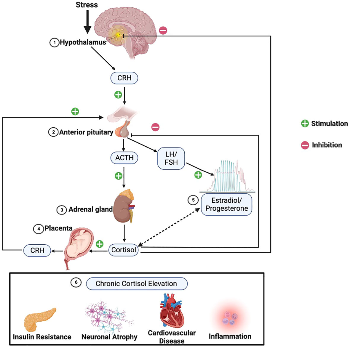 Frontiers  The role of the hypothalamic-pituitary-adrenal axis in  depression across the female reproductive lifecycle: current knowledge and  future directions