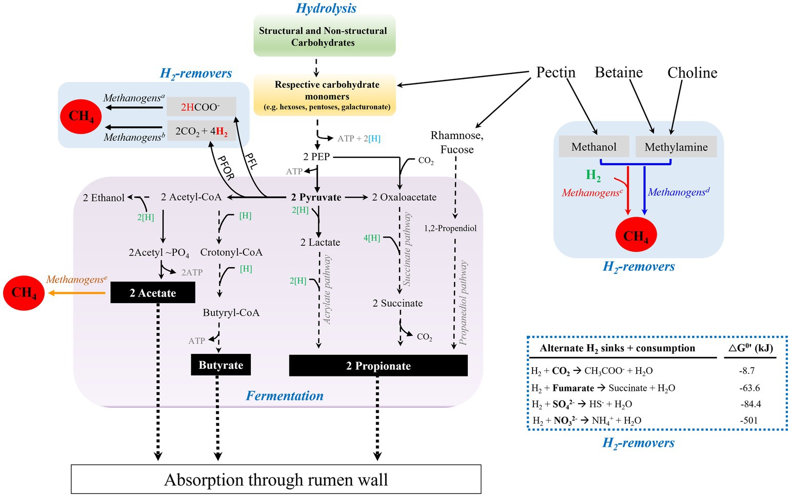 Frontiers | Evolving understanding of rumen methanogen ecophysiology
