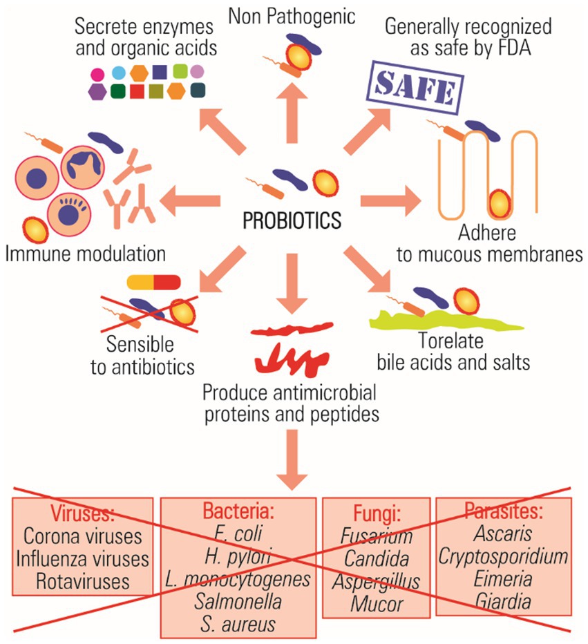 Synergy and oxygen adaptation for development of next-generation probiotics