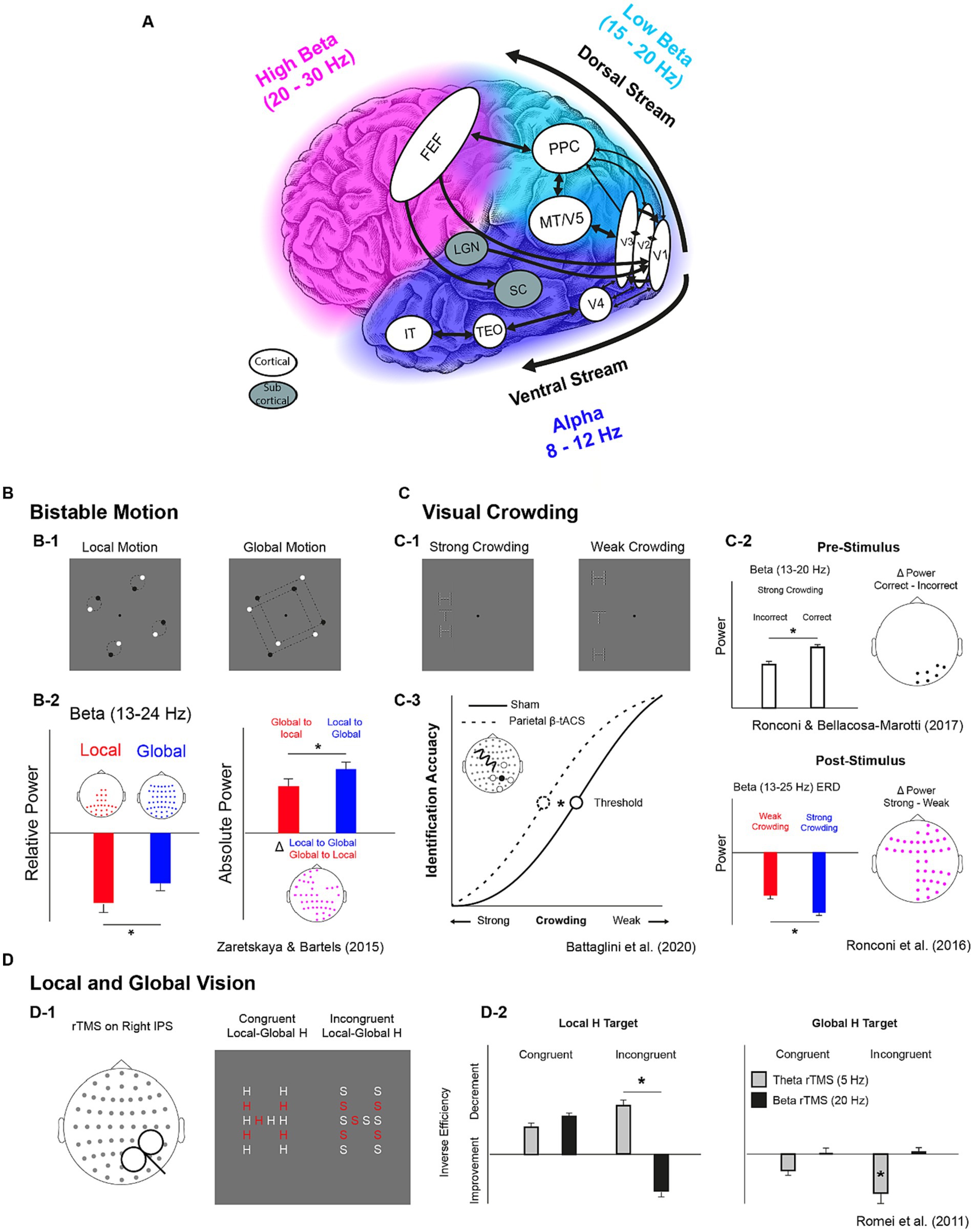 Frontiers  Beta oscillations in vision: a (preconscious) neural mechanism  for the dorsal visual stream?