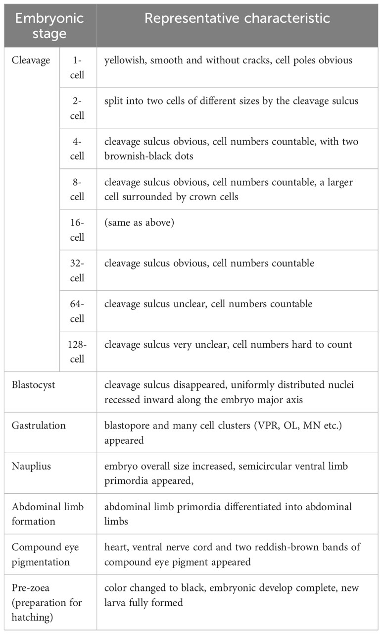 Frontiers | Observations on the embryonic development of the mud crab ...