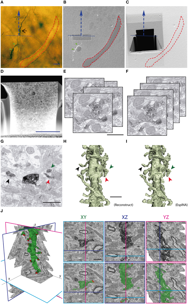 Frontiers  FIB/SEM technology and high-throughput 3D 