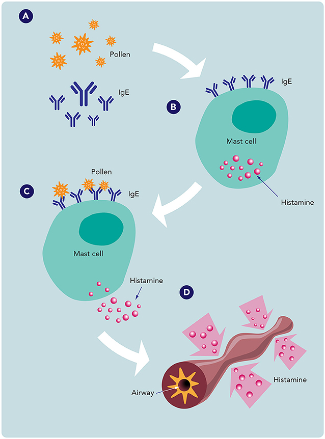 Figure 1 - In people with asthma, the immune system treats things like pollen and other generally harmless substances like dangerous invaders.