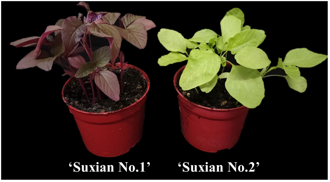 Frontiers  Identification of WRKY gene family members in amaranth based on  a transcriptome database and functional analysis of AtrWRKY42-2 in betalain  metabolism