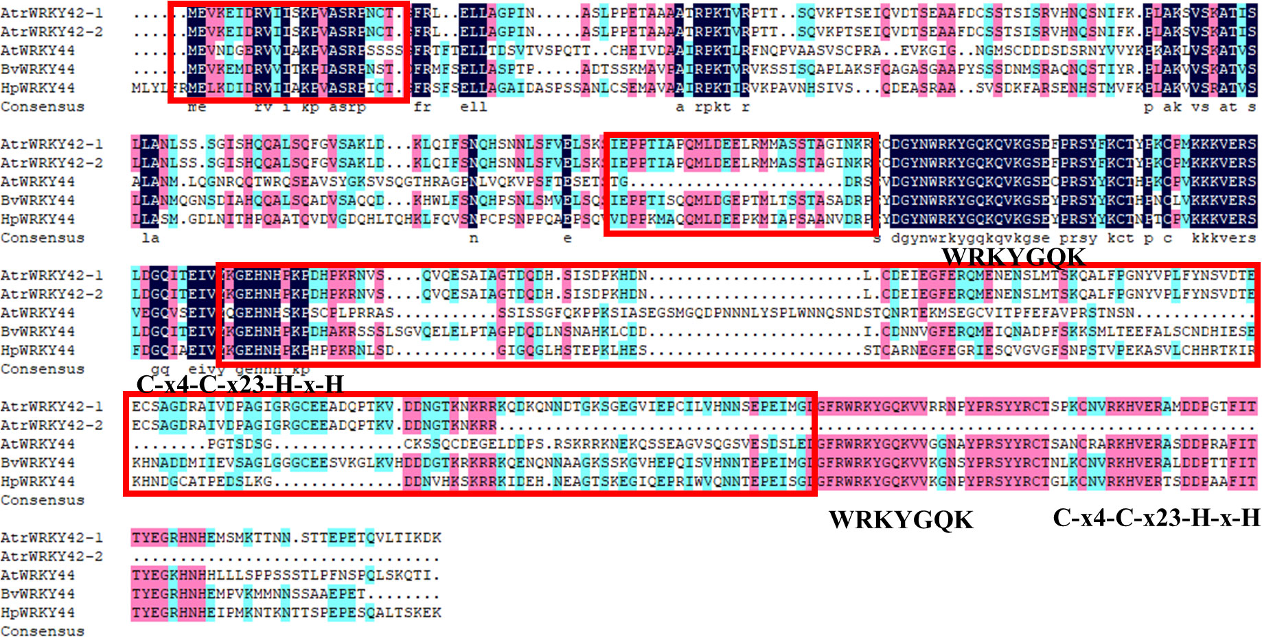 Frontiers  Identification of WRKY gene family members in amaranth based on  a transcriptome database and functional analysis of AtrWRKY42-2 in betalain  metabolism