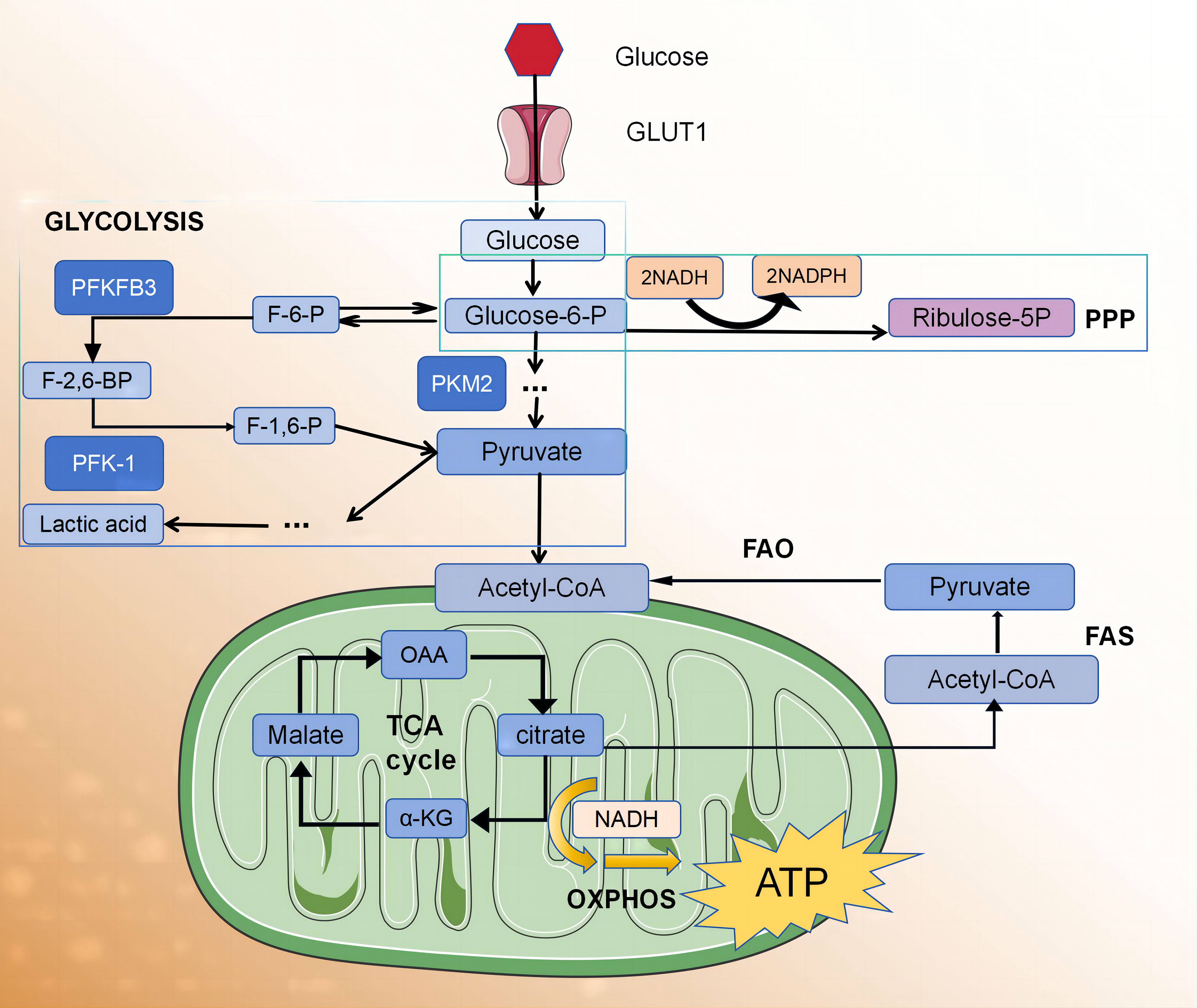 Arsenic Trioxide Induces Apoptosis of Human Monocytes during Macrophagic  Differentiation through Nuclear Factor-κB-Related Survival Pathway  Down-Regulation