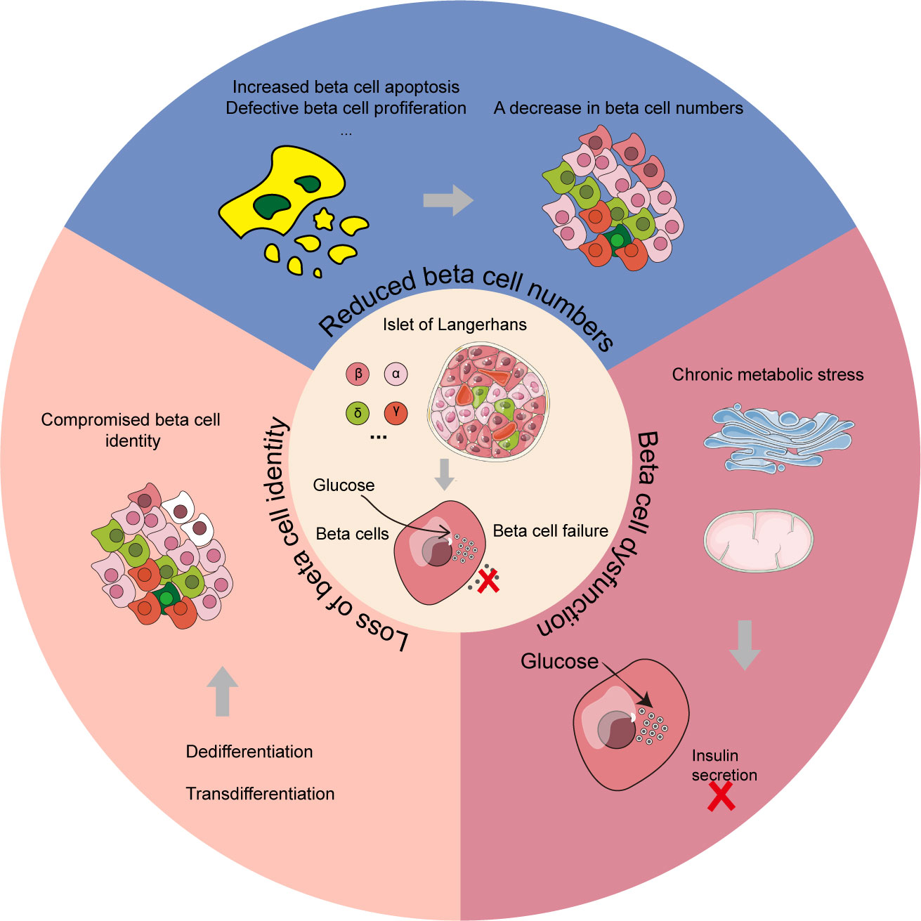 Frontiers | Benefits and risks of drug combination therapy for diabetes ...