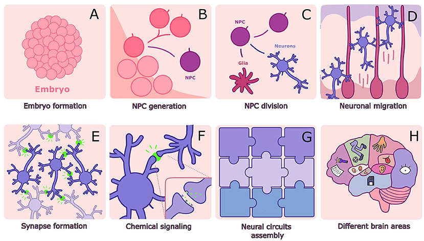 Figure 1 - (A) The embryo is made of stem cells.