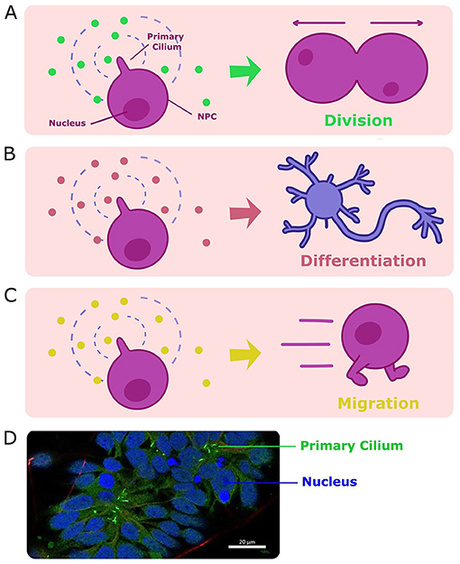 Figure 2 - When primary cilia on NPCs detect certain signals in their environment, they tell the cell to either (A) divide, (B) differentiate into neuronal cells, or (C) migrate to a different location in the brain.