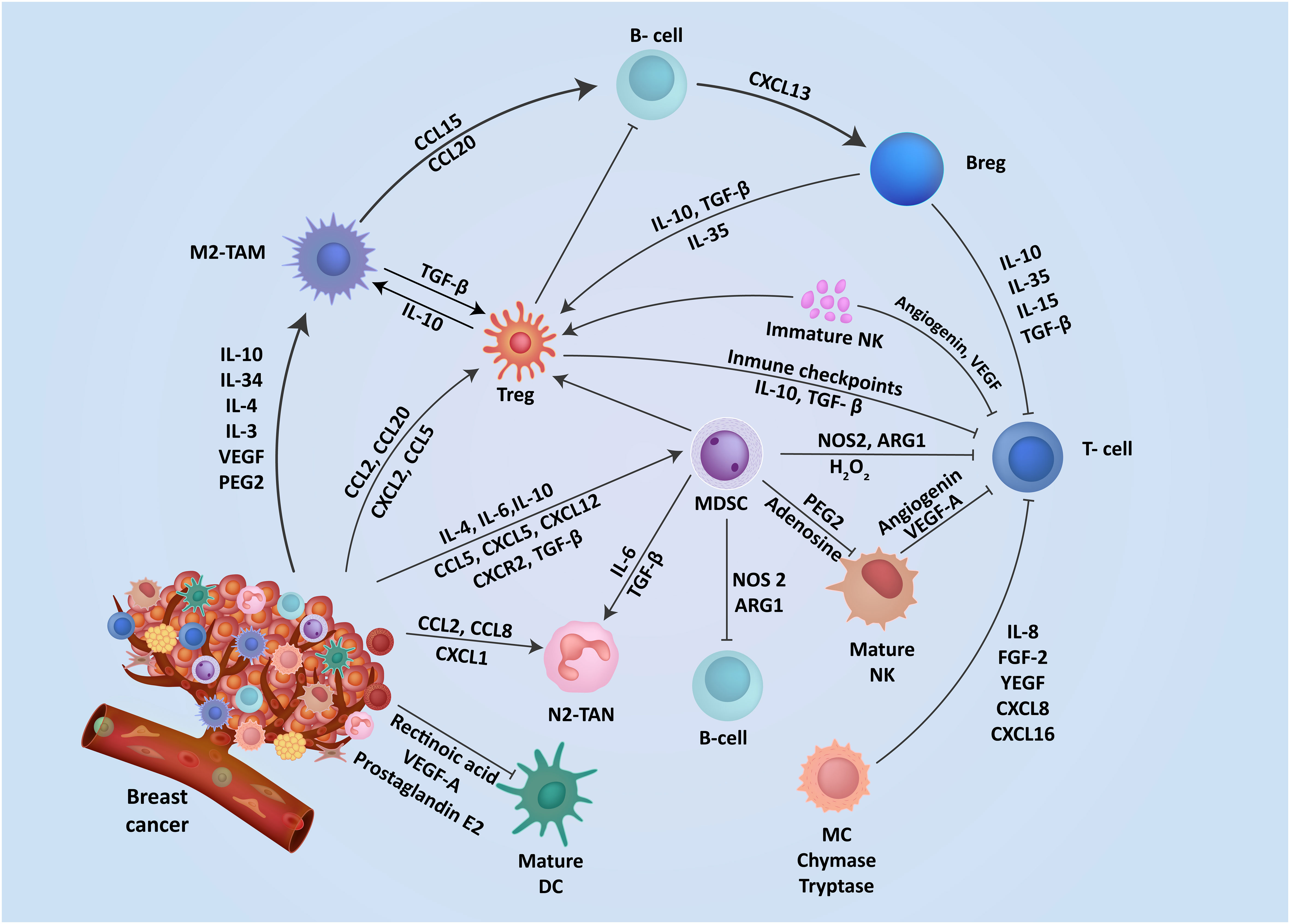 Crosstalk between triple negative breast cancer and microenvironment