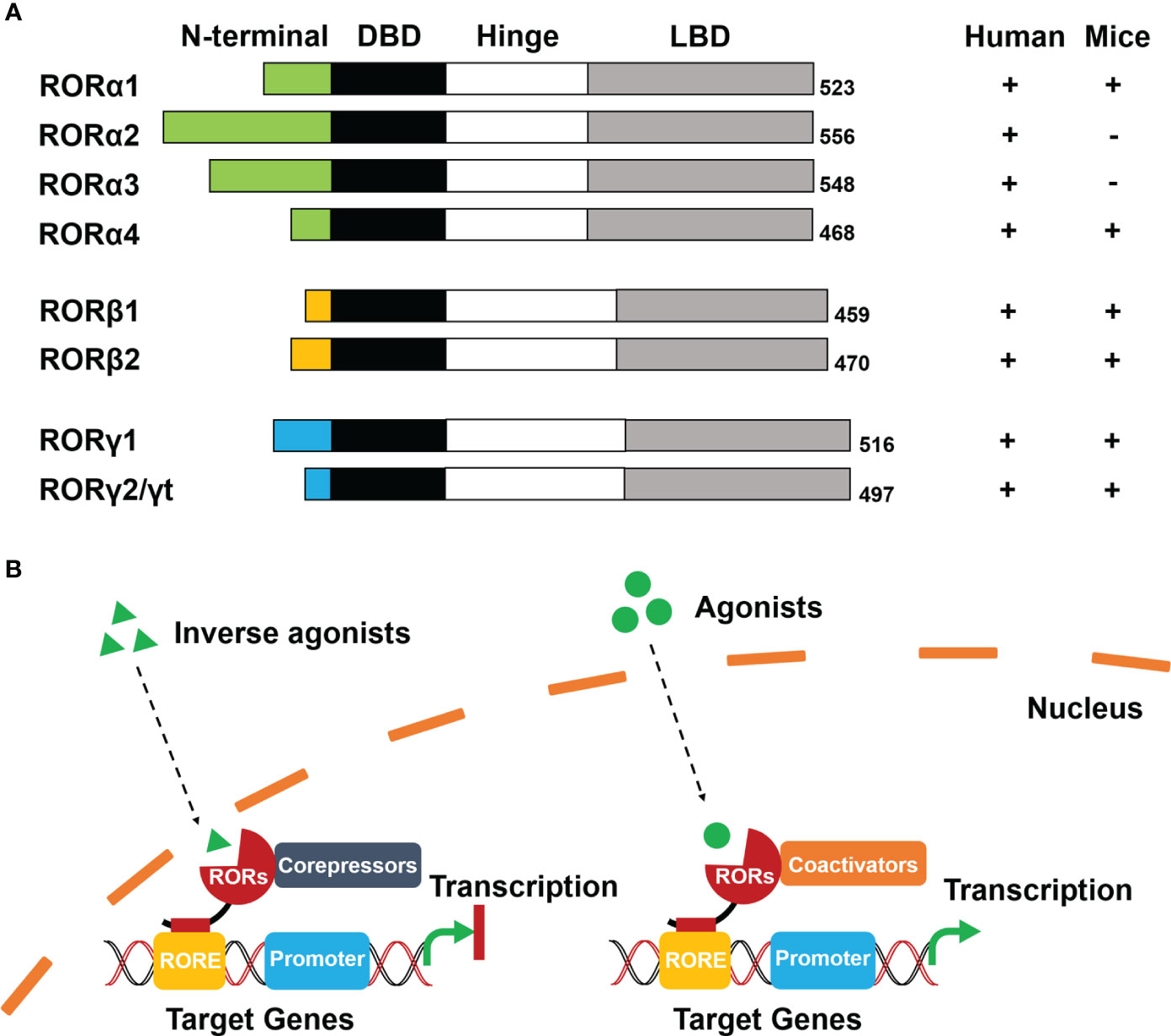 Frontiers  The role of retinoic acid receptor-related orphan