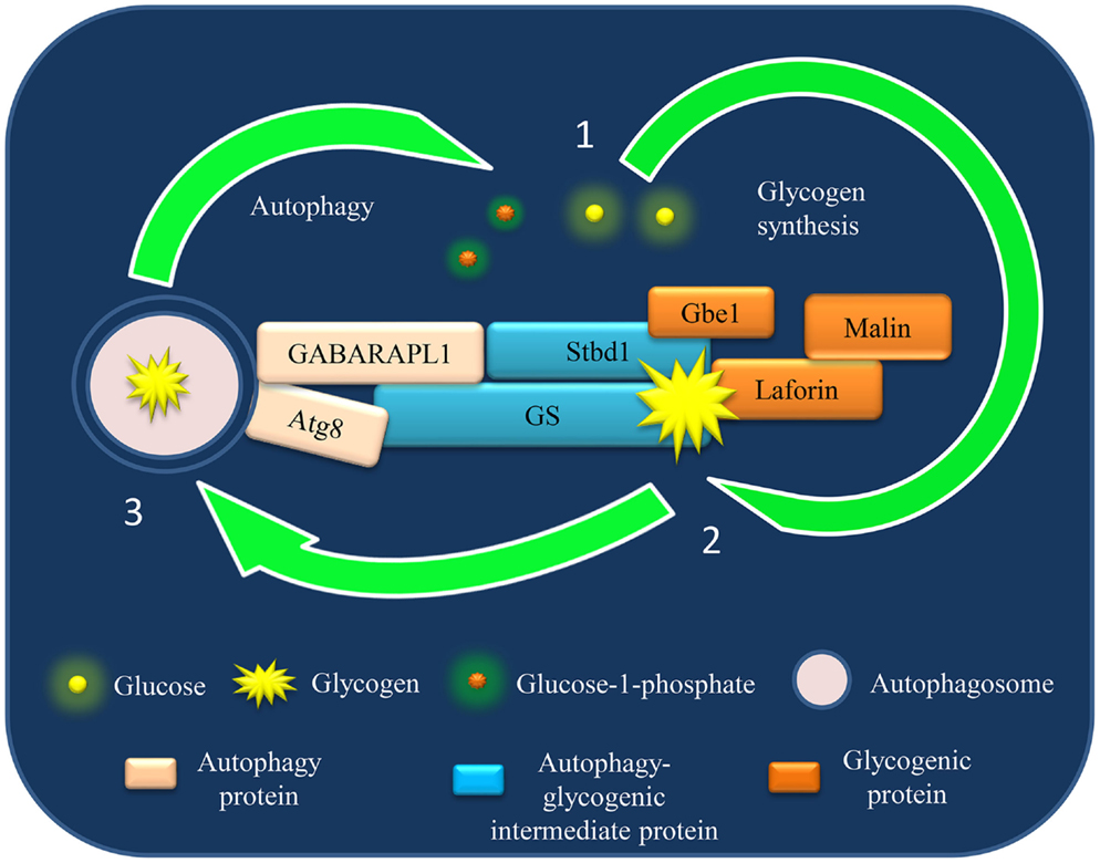 Future directions. Аутофагия. Аутофагия и голодание по часам. Аутофагия как запустить. Autophagy Renew.