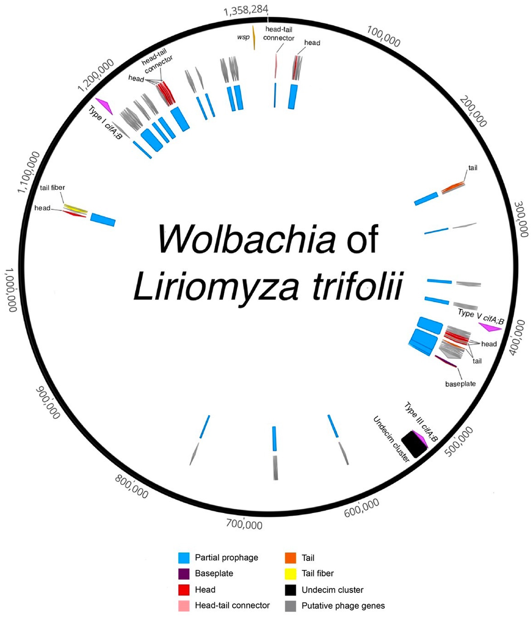 Frontiers | Bacterial community and genome analysis of cytoplasmic ...