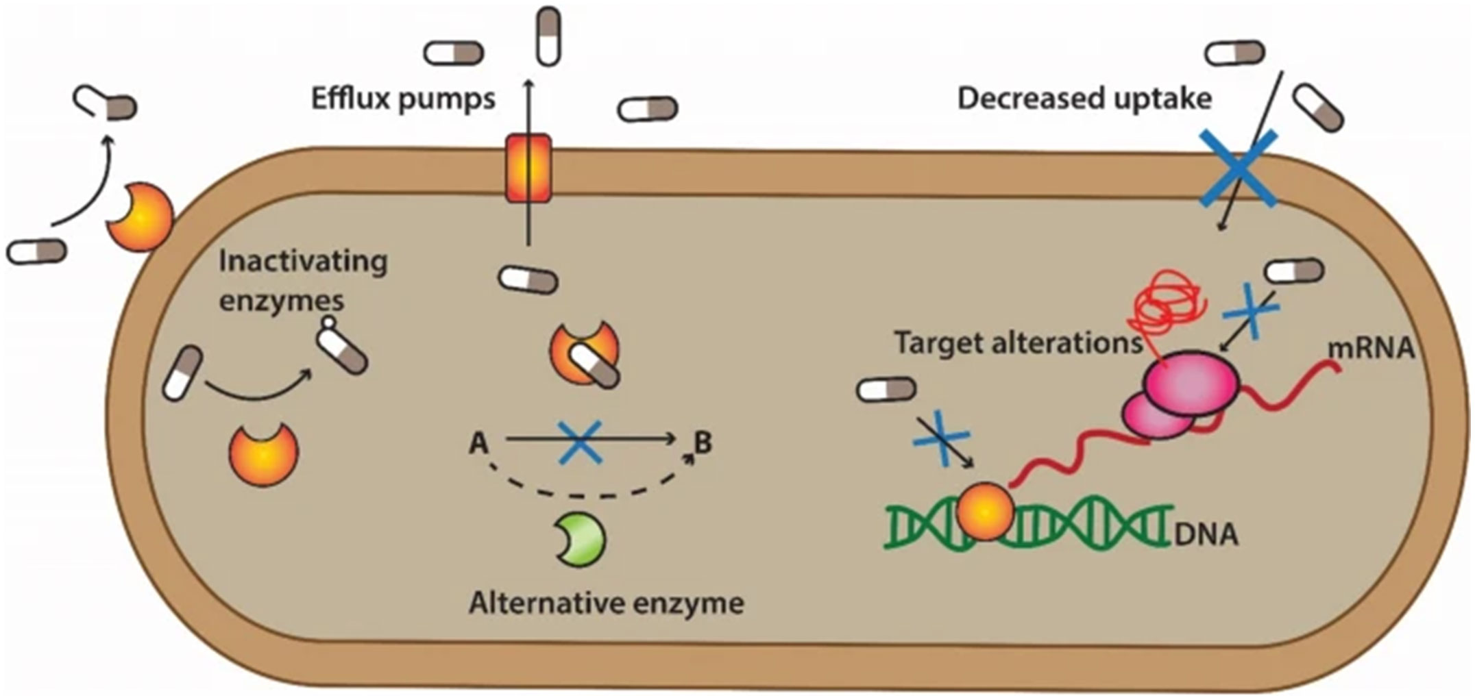 Frontiers Therapeutic Proteins Have The Potential To Become New 
