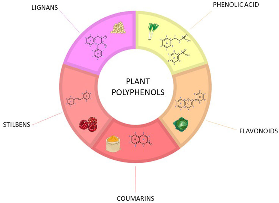 Polyphenols and hormonal balance