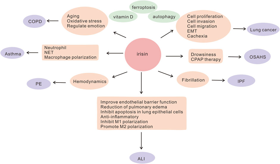Frontiers | potential role of irisin in lung diseases and advances in