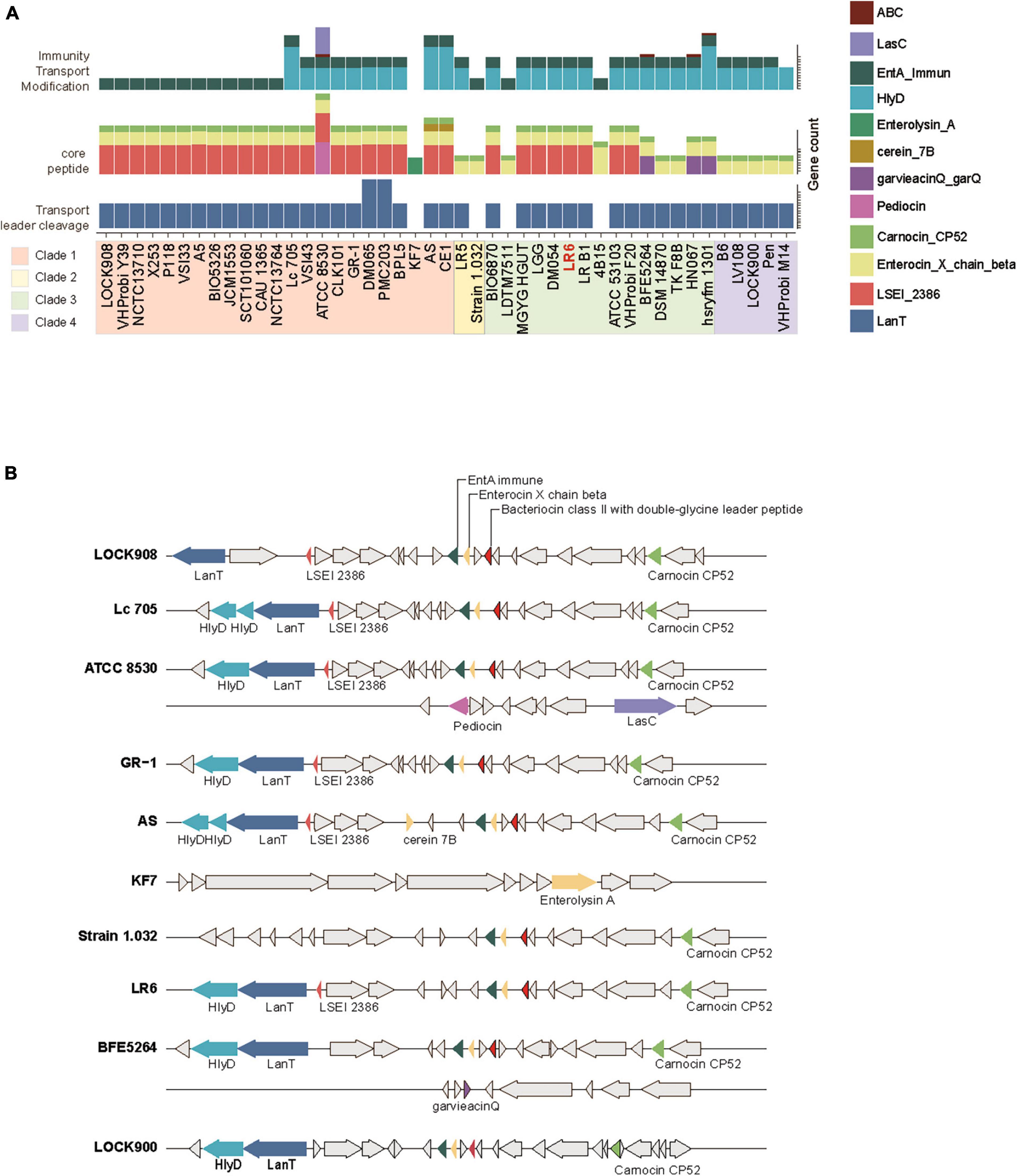 Lacticaseibacillus rhamnosus GR-1, a.k.a. Lactobacillus rhamnosus GR-1:  Past and Future Perspectives: Trends in Microbiology