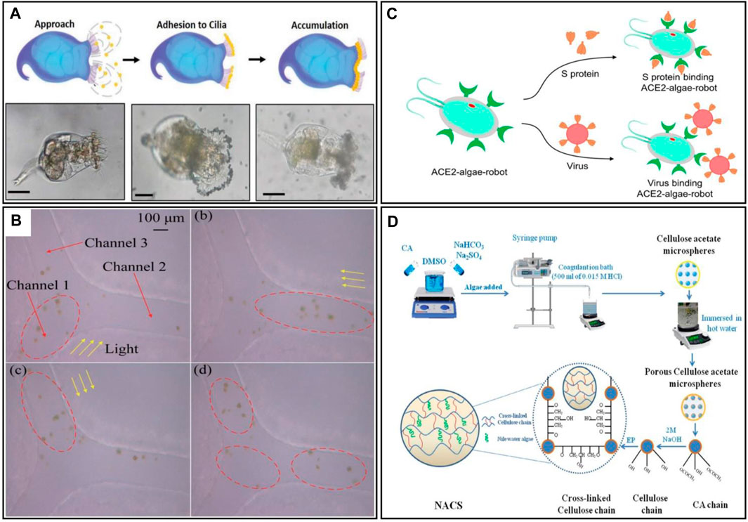 Frontiers  Micro/nanorobots for remediation of water resources and aquatic  life