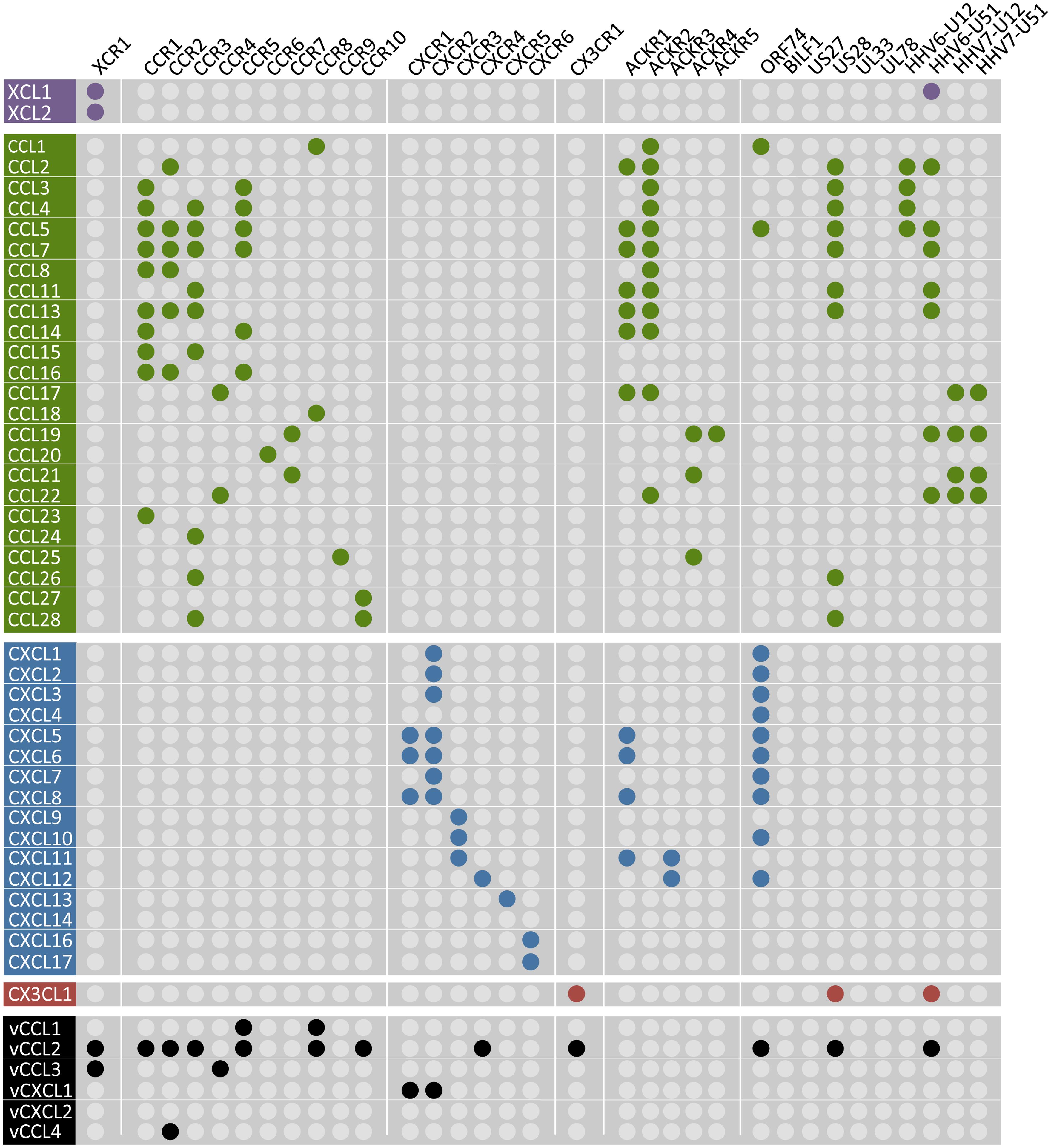 Herpes simplex virus enhances chemokine function through modulation of  receptor trafficking and oligomerization