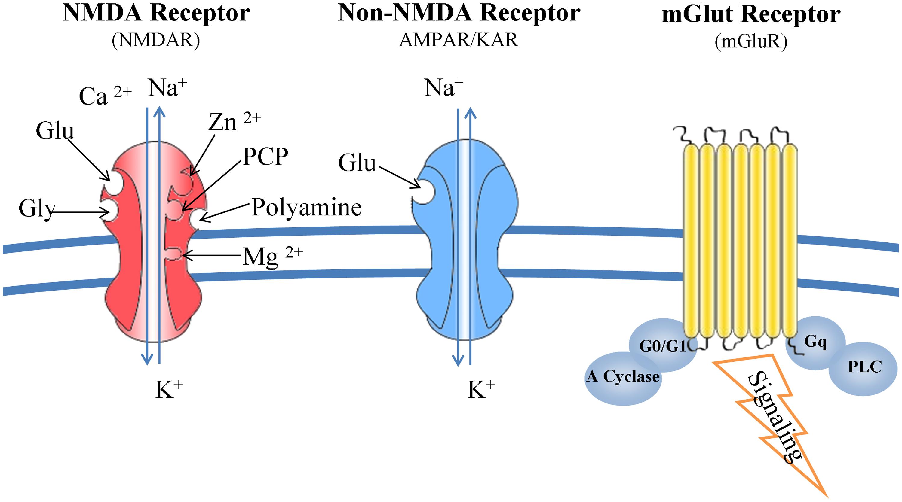 l-glutamine nmda