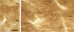www.frontiersin.org