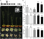 Frontiers | The putative Cationic Amino Acid Transporter 9 is targeted ...