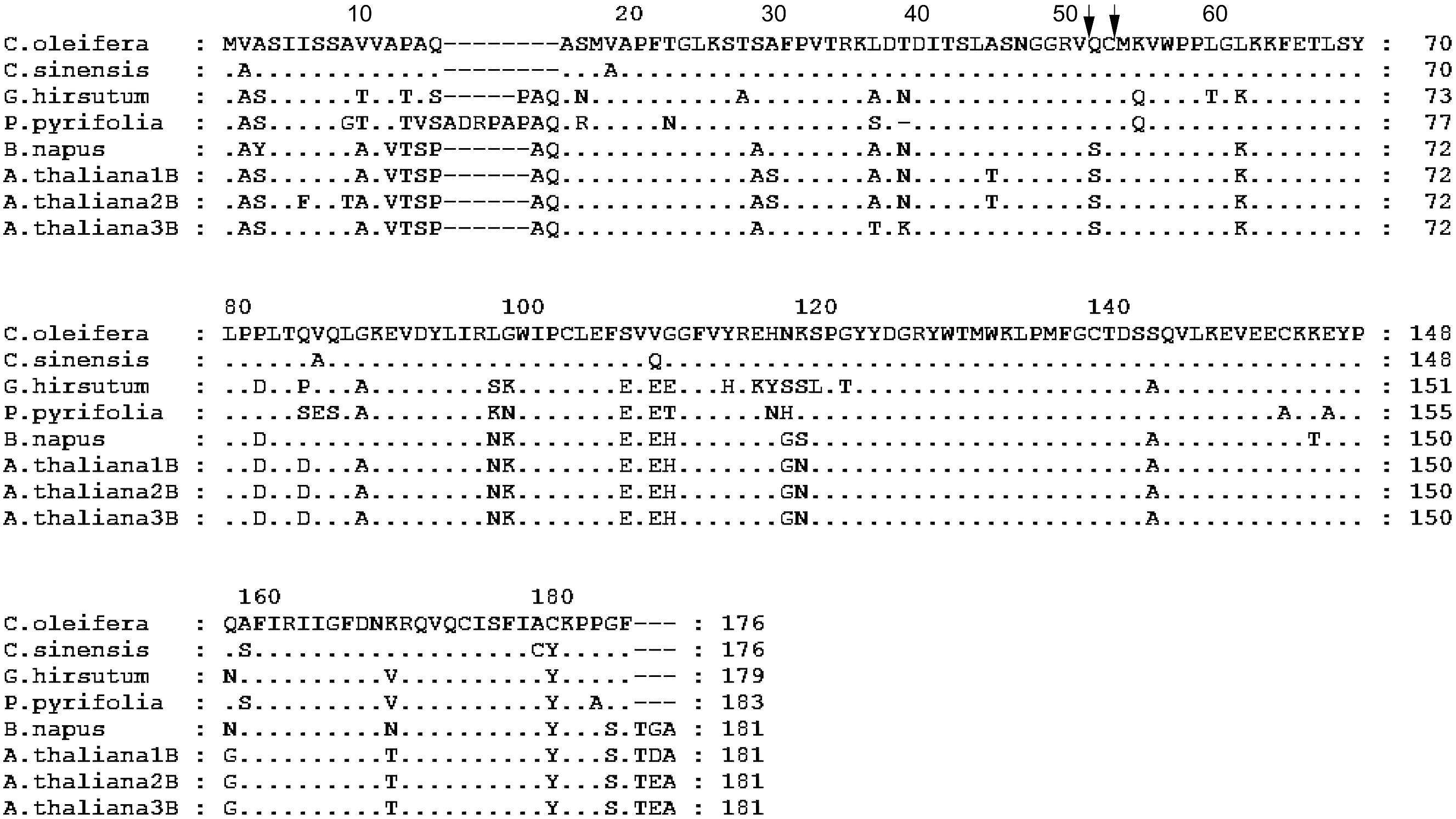 Frontiers Identification Of Rubisco Rbcl And Rbcs In Camellia Oleifera And Their Potential As Molecular Markers For Selection Of High Tea Oil Cultivars Plant Science