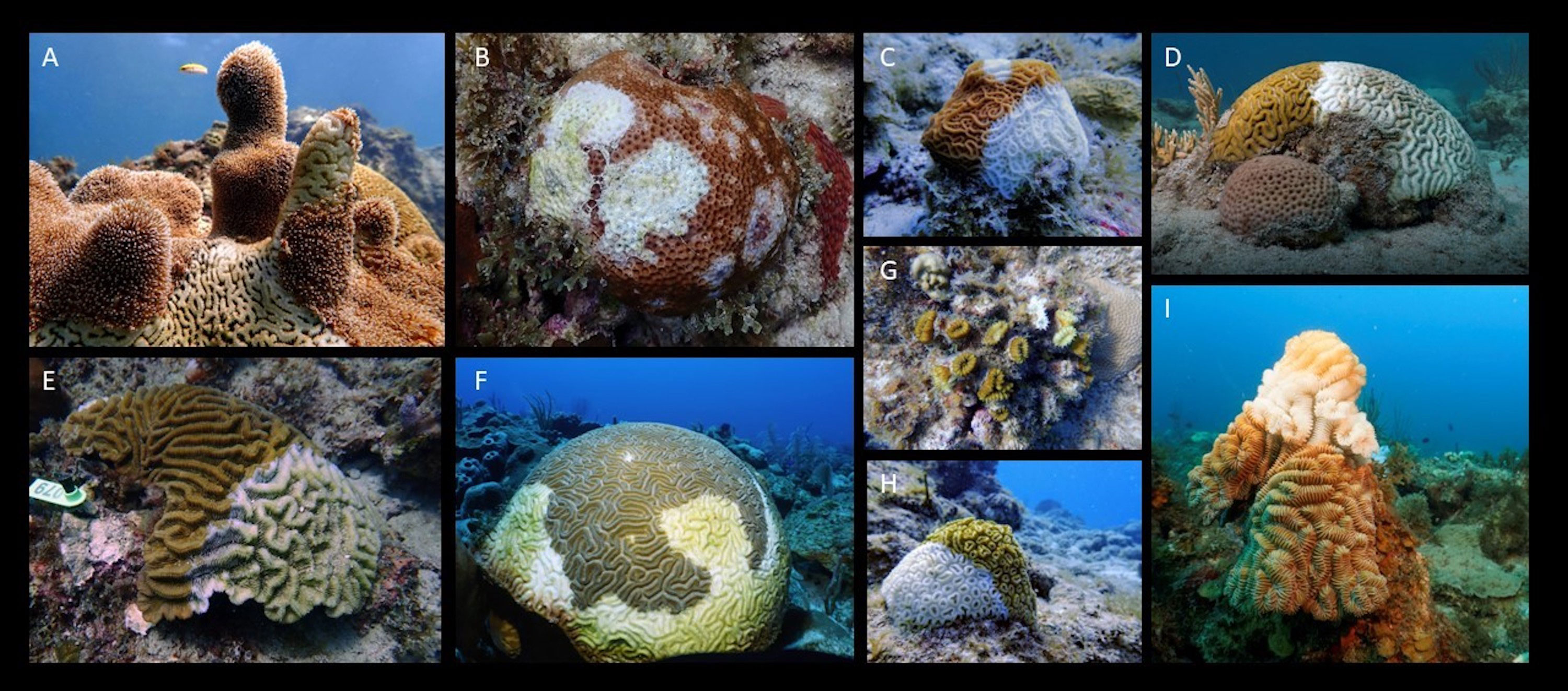 Frontiers  Stony coral tissue loss disease: a review of emergence