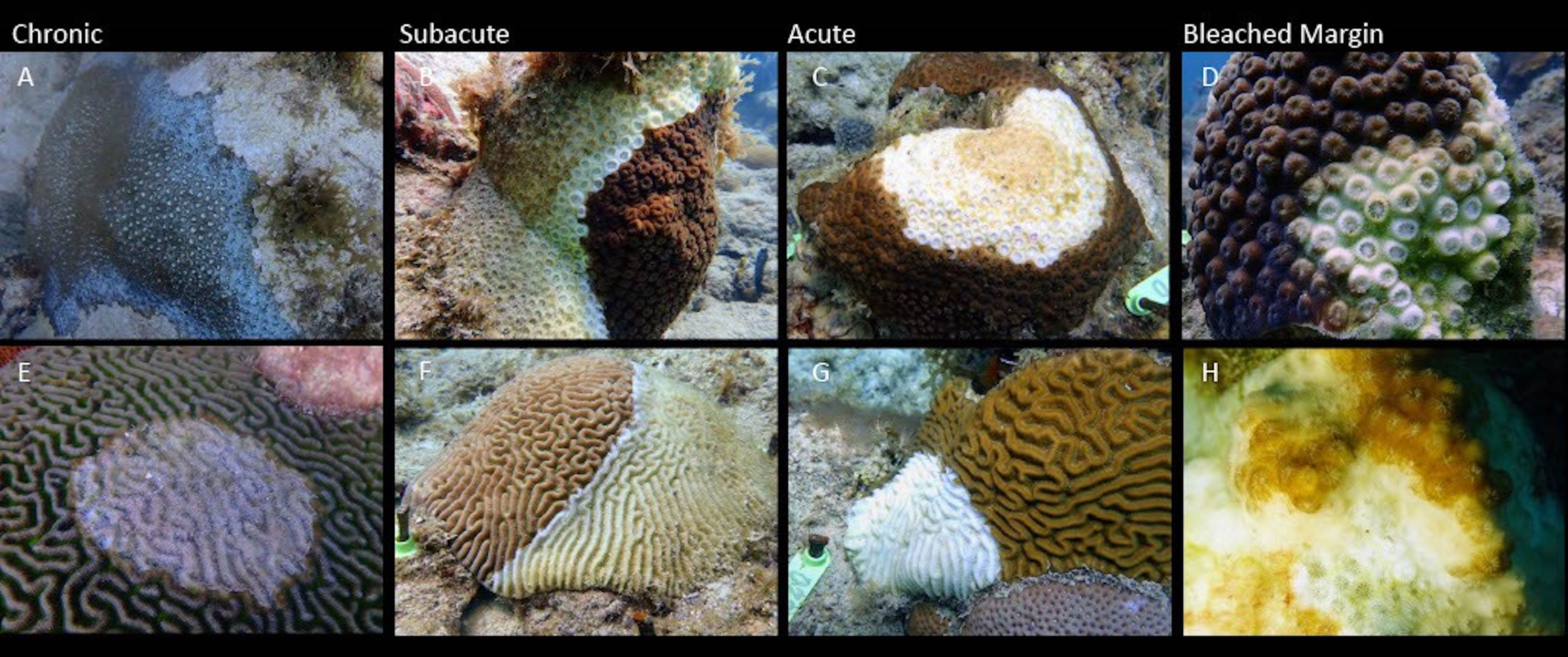 A butterfly fish stripping coral tissues off of a staghorn coral colony