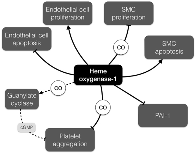 Frontiers | The Abdominal Aortic Aneurysm and Intraluminal Thrombus: Current Concepts of ...