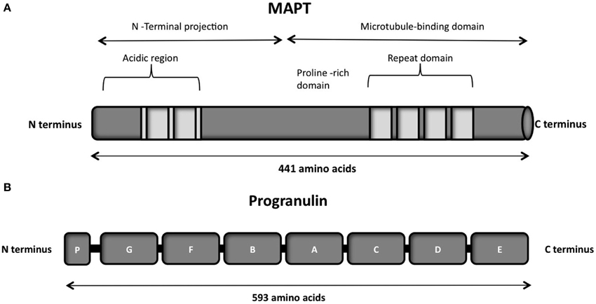 N terminal. N терминальный и с терминальный концы белка. Tau Protein structure. Модус Terminal. (Ltr - long Terminal repeat у ВИЧ.